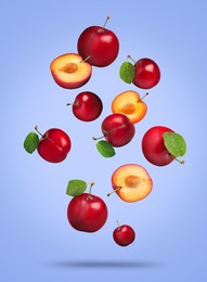 Many fresh cherry plums falling on violet blue background