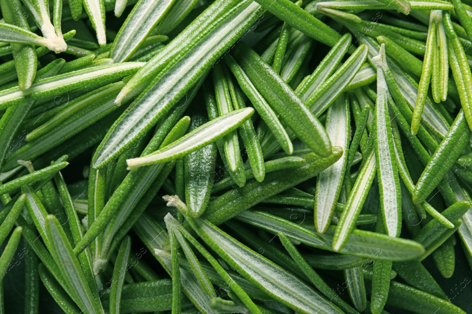 Photo of Fresh green rosemary leaves as background, top view