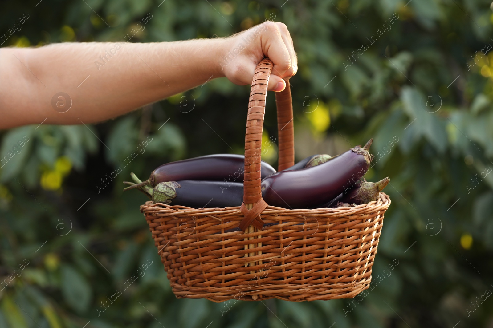 Photo of Man holding wicker basket with ripe eggplants outdoors, closeup