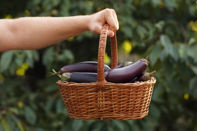 Photo of Man holding wicker basket with ripe eggplants outdoors, closeup