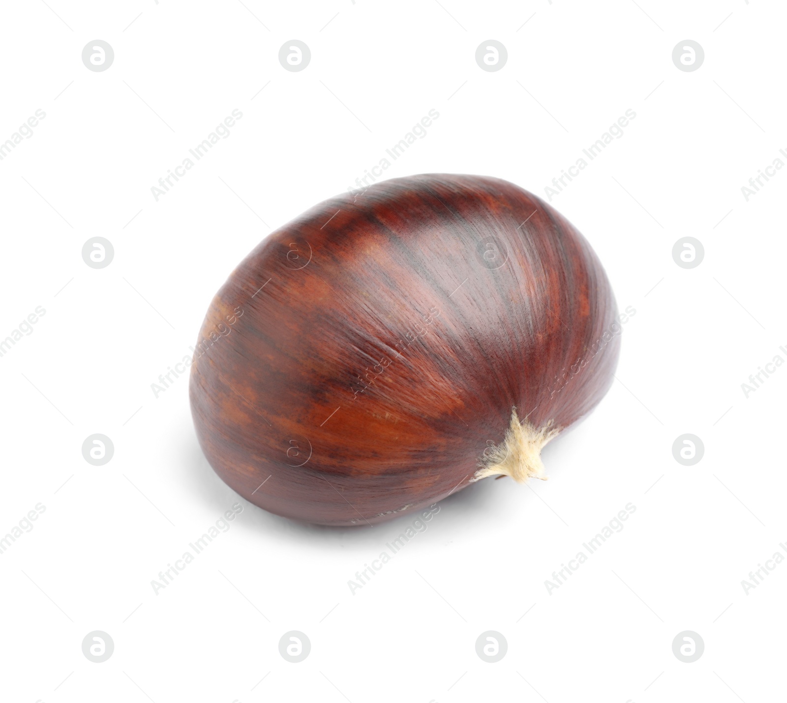 Photo of Fresh sweet edible chestnut isolated on white