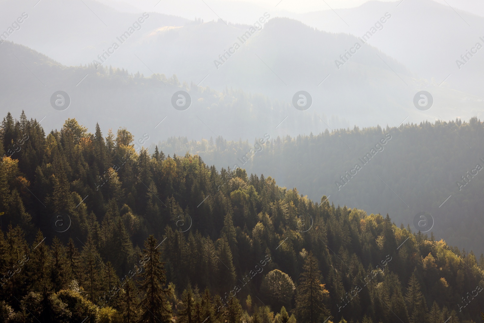 Photo of Beautiful mountain landscape with green trees on sunny day