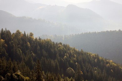 Photo of Beautiful mountain landscape with green trees on sunny day