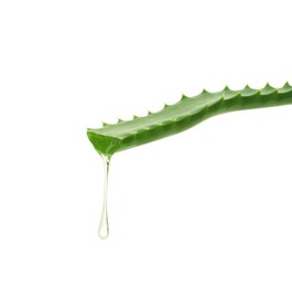 Photo of Leaf of aloe plant with water drop on white background