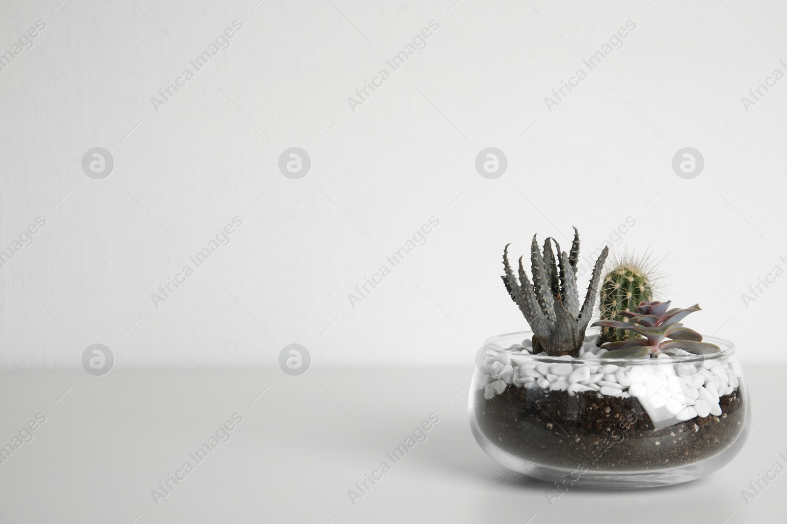 Photo of Glass florarium with different succulents on white background