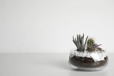 Glass florarium with different succulents on white background