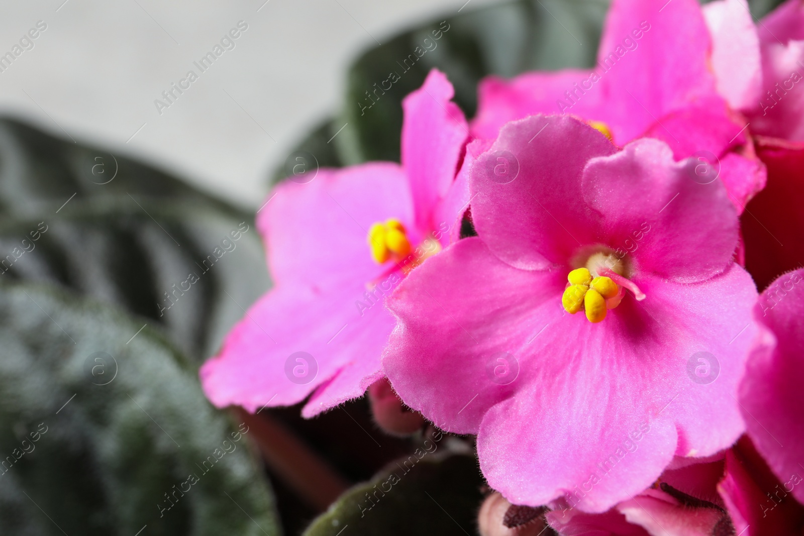 Photo of Beautiful violet flowers on light grey background, closeup. Plant for house decor