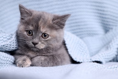 Photo of Cute fluffy kitten in light blue knitted blanket