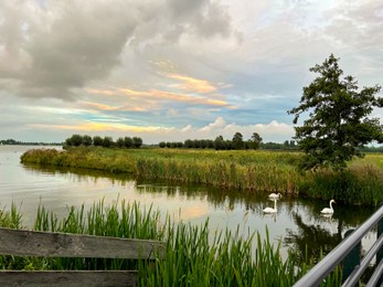 Photo of Beautiful view of swans on river, reeds and cloudy sky