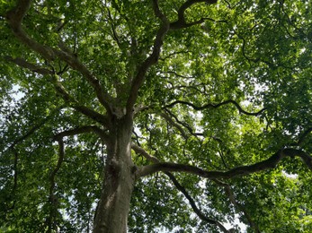 Photo of Beautiful tall tree with green leaves in park, low angle view