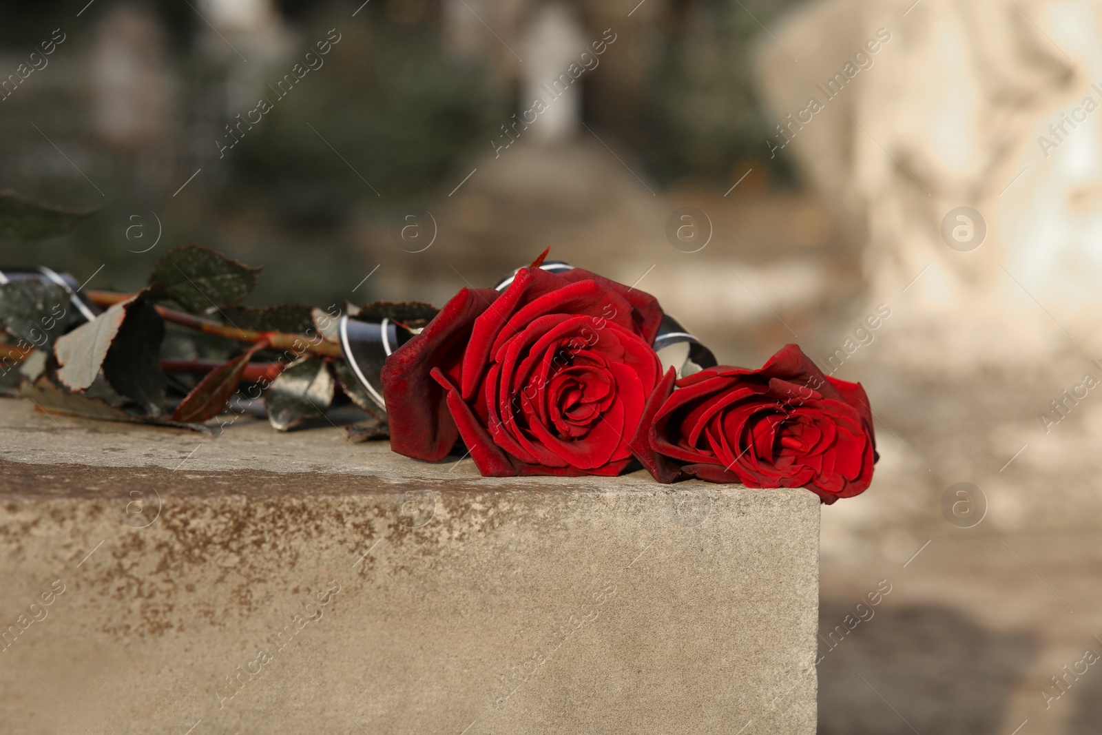 Photo of Red roses on grey tombstone outdoors. Funeral ceremony