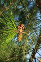 Photo of Cones growing on pine branch outdoors, closeup