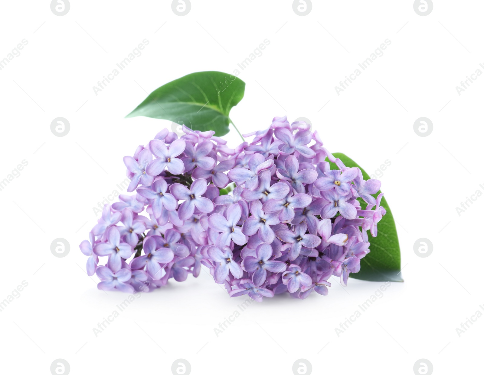 Photo of Beautiful blossoming lilac branch with leaves isolated on white