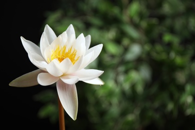 Photo of Beautiful white lotus flower and blurred green plant on background. Space for text