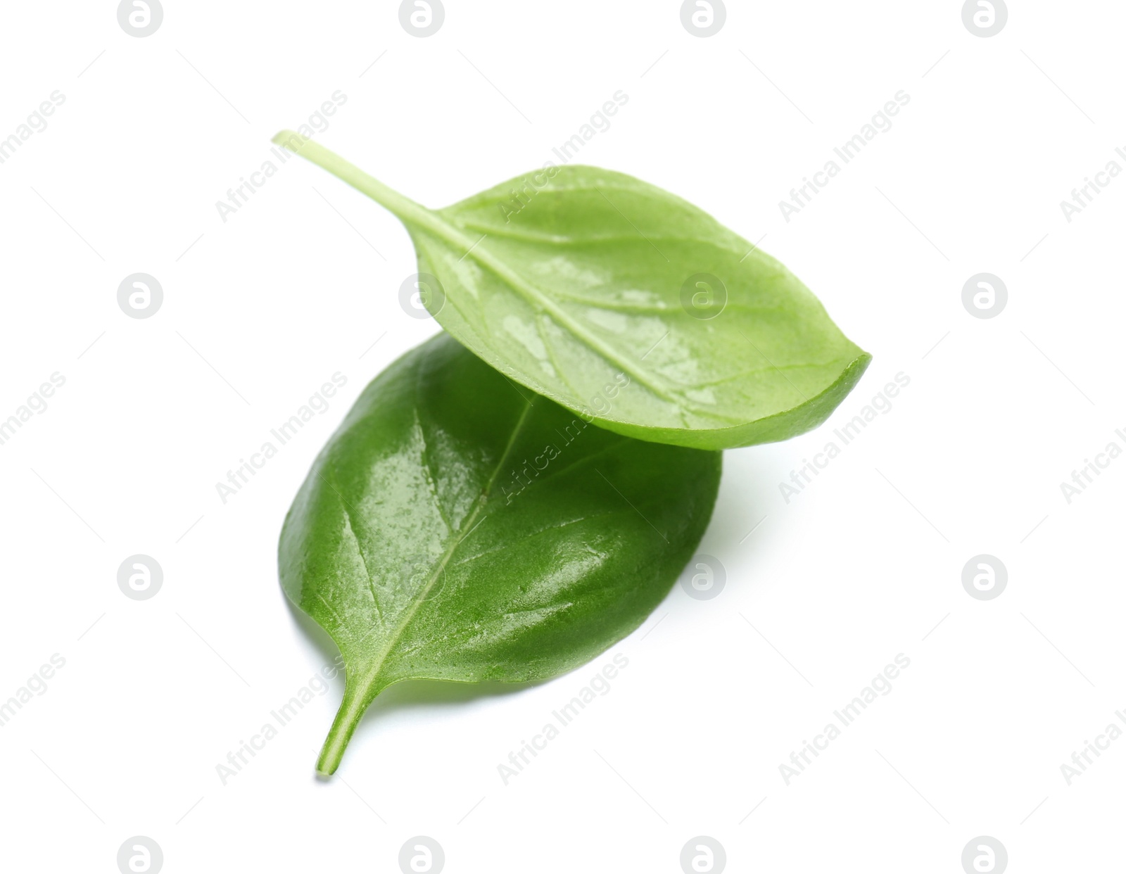 Photo of Fresh green basil leaves on white background