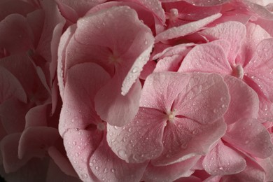 Photo of Beautiful pink hortensia flowers with water drops as background, closeup
