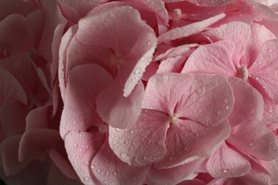 Beautiful pink hortensia flowers with water drops as background, closeup