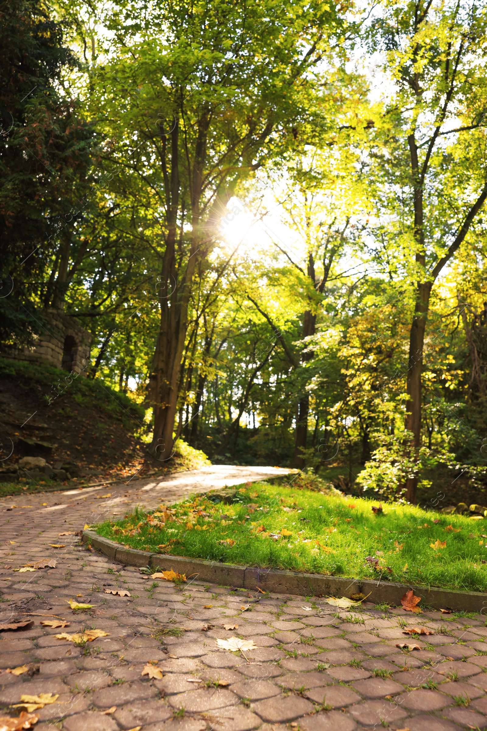 Photo of Pathway, fallen leaves and trees in beautiful park on autumn day