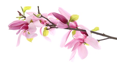 Beautiful pink magnolia flowers isolated on white