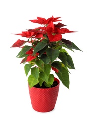 Beautiful poinsettia (traditional Christmas flower) in pot on white background