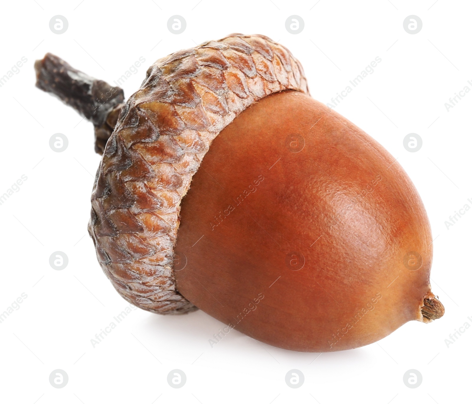 Photo of One beautiful brown acorn isolated on white