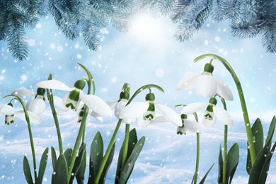 Image of Beautiful tender snowdrops outdoors. First spring flowers