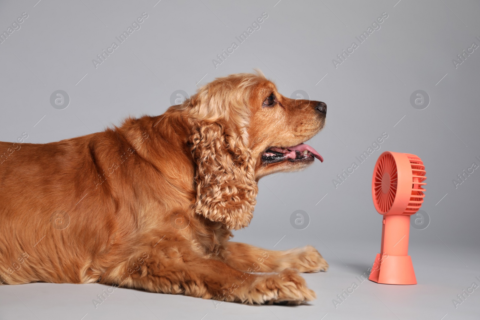 Photo of English Cocker Spaniel enjoying air flow from fan on grey background. Summer heat