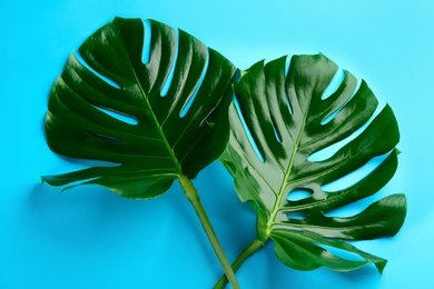 Beautiful monstera leaves on light blue background, flat lay. Tropical plant