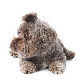 Photo of Cute Maltipoo dog lying on white background. Lovely pet