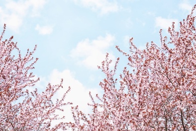 Photo of Blossoming spring trees on sky background