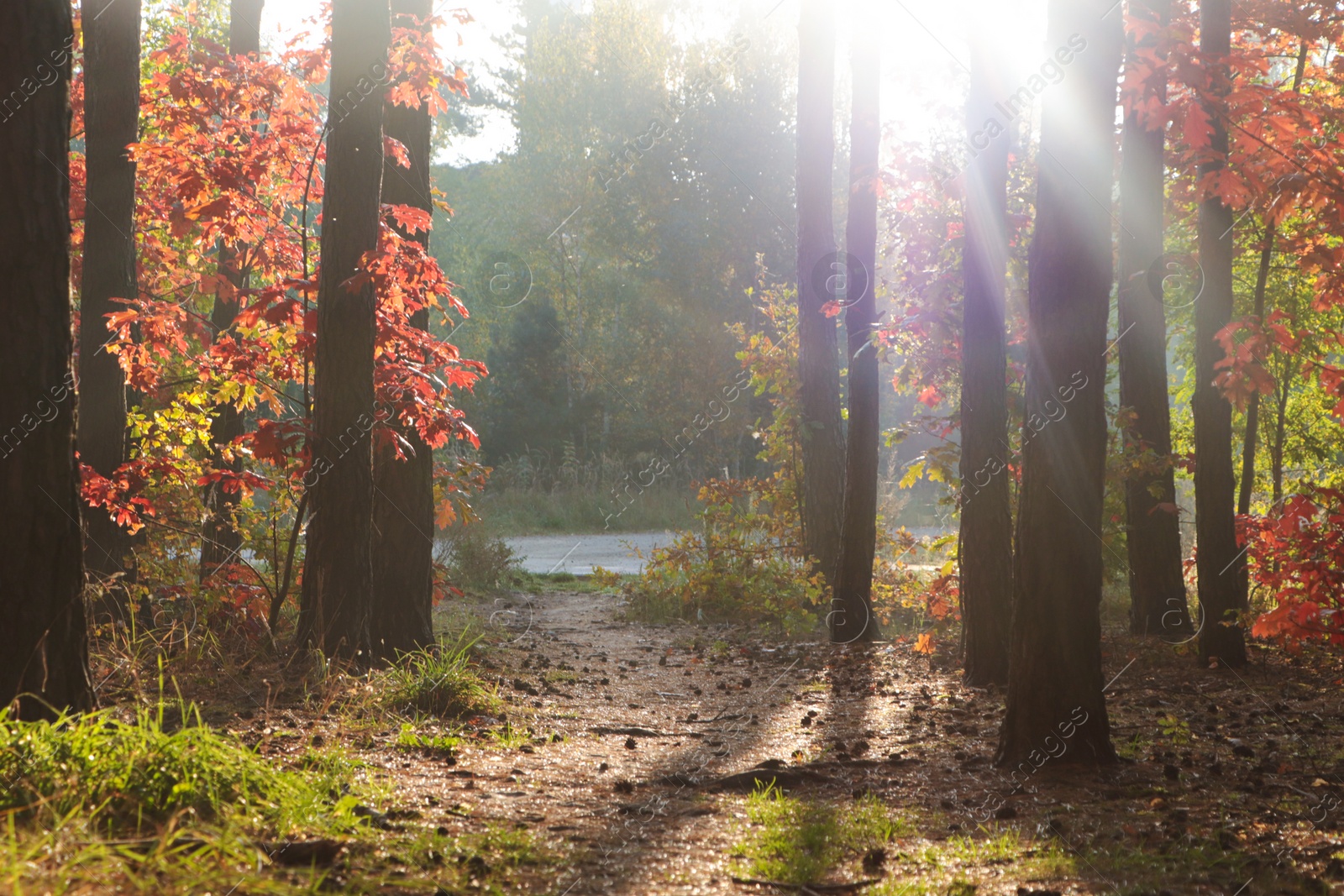 Photo of Picturesque view of forest with trees on sunny day. Autumn season