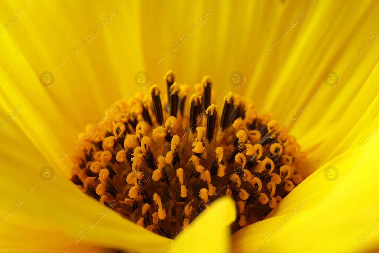 Photo of One beautiful flower with yellow petals as background, macro