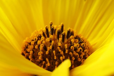 Photo of One beautiful flower with yellow petals as background, macro