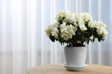 Photo of Beautiful azalea flowers in pot on wooden table indoors. Space for text