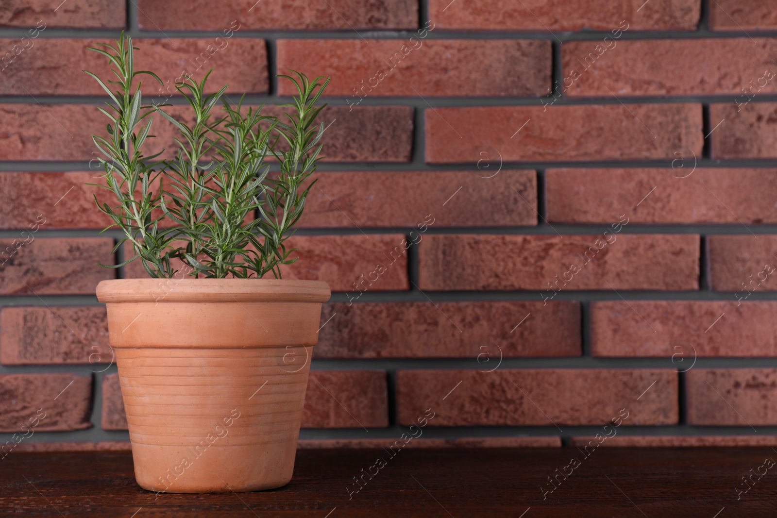 Photo of Aromatic green potted rosemary on wooden table near brick wall, space for text