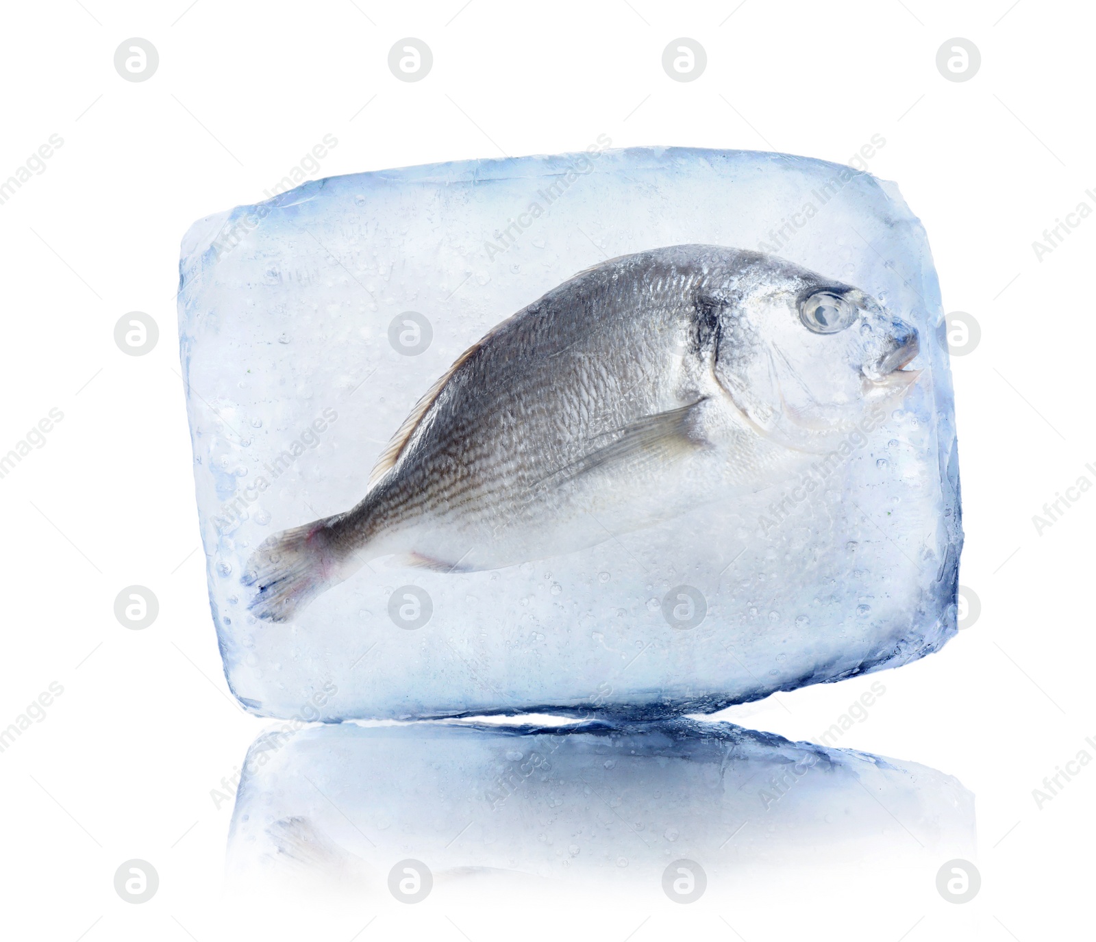 Image of Frozen food. Raw dorada fish in ice cube isolated on white