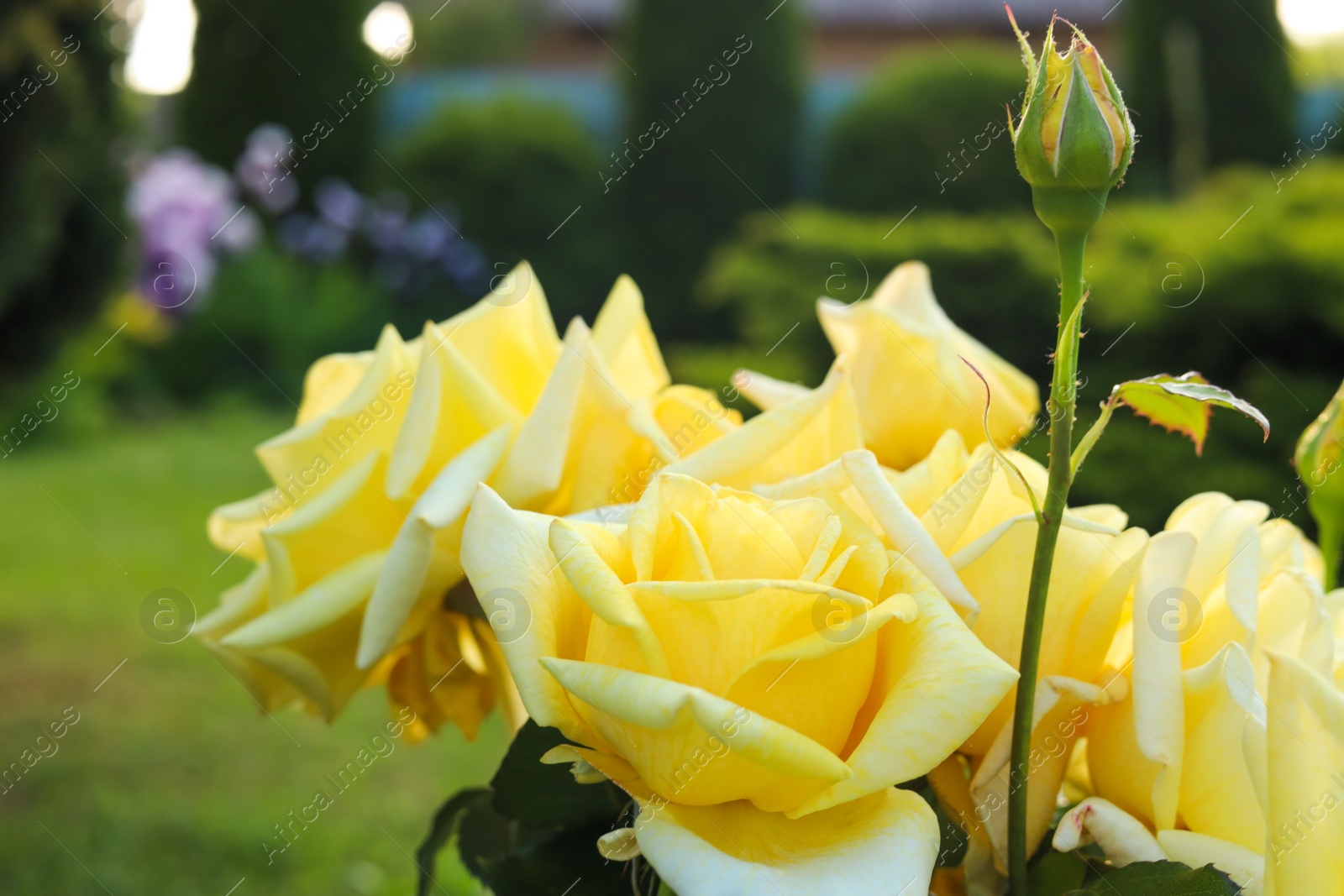 Photo of Closeup view of beautiful yellow roses outdoors