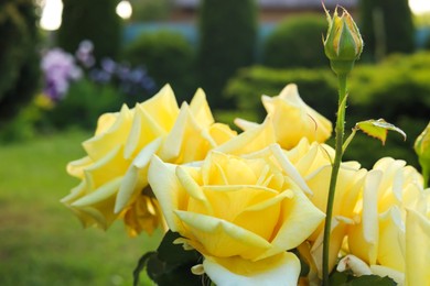 Closeup view of beautiful yellow roses outdoors