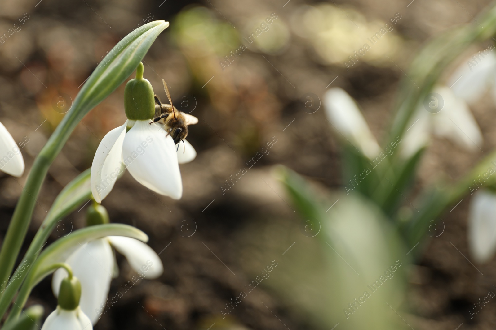 Photo of Bee on beautiful snowdrop outdoors, closeup. Space for text