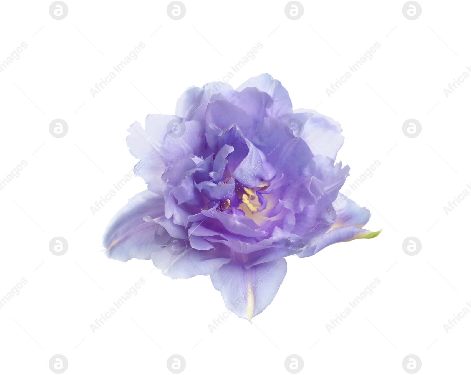 Image of Beautiful violet blue tulip isolated on white. Bright flower