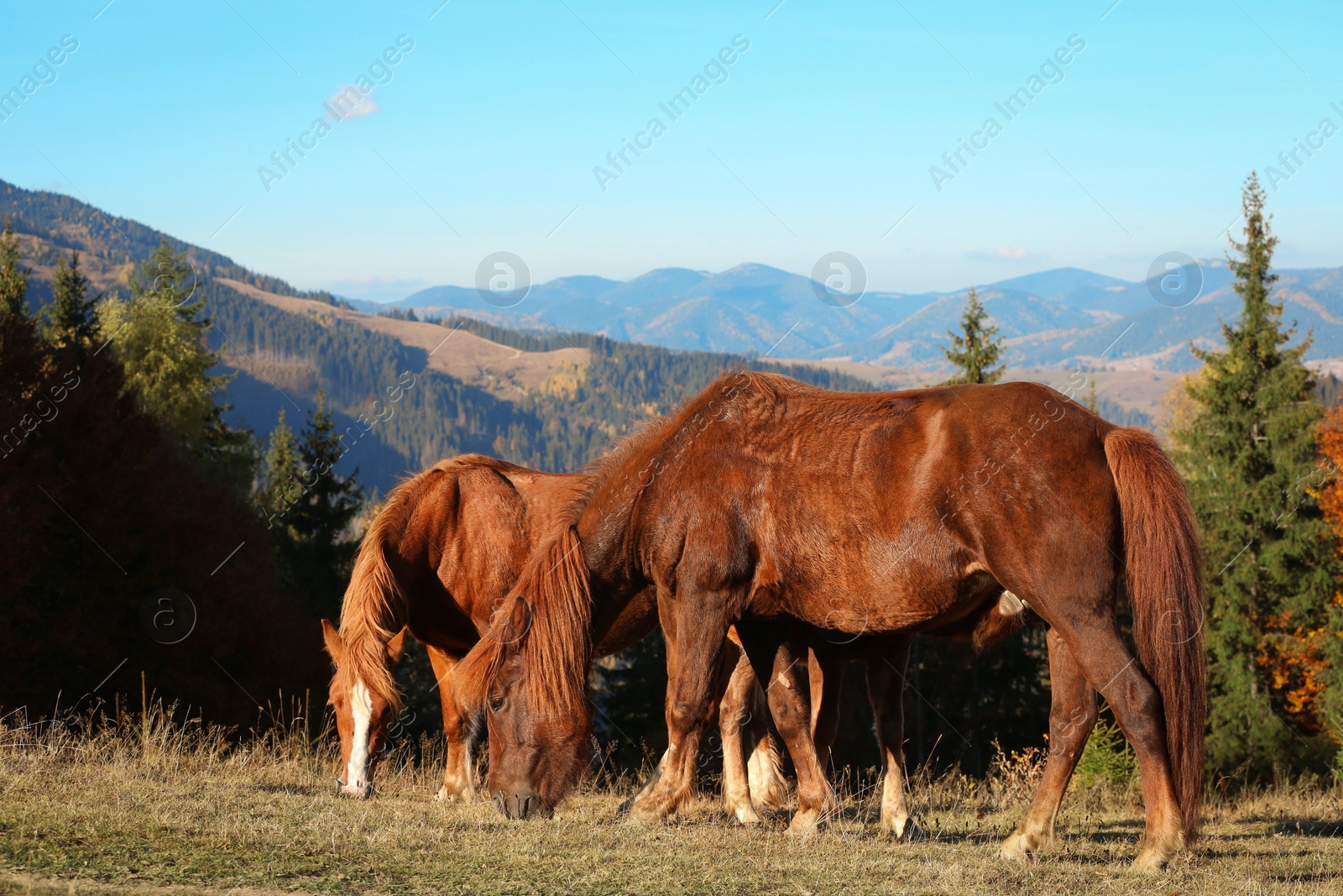 Photo of Brown horses grazing in mountains on sunny day. Beautiful pets