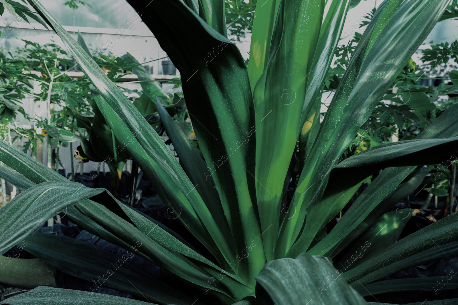 Photo of American aloe with beautiful leaves growing outdoors, closeup. Tropical plant