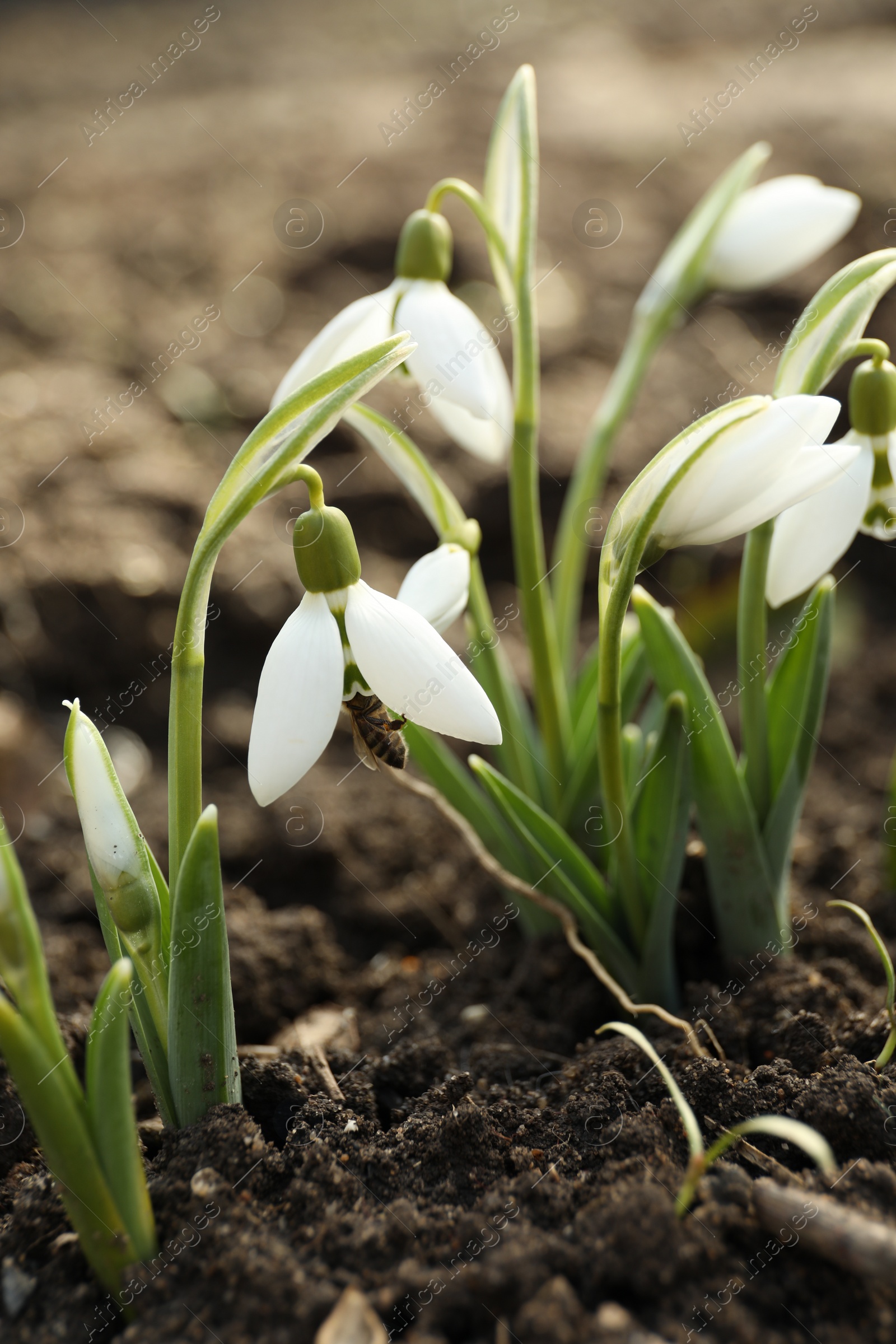 Photo of Bee pollinating beautiful snowdrop in meadow, closeup