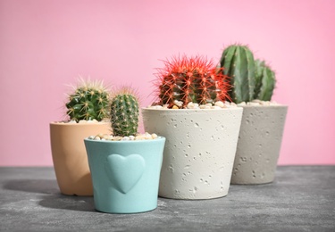 Beautiful cacti on table against color background