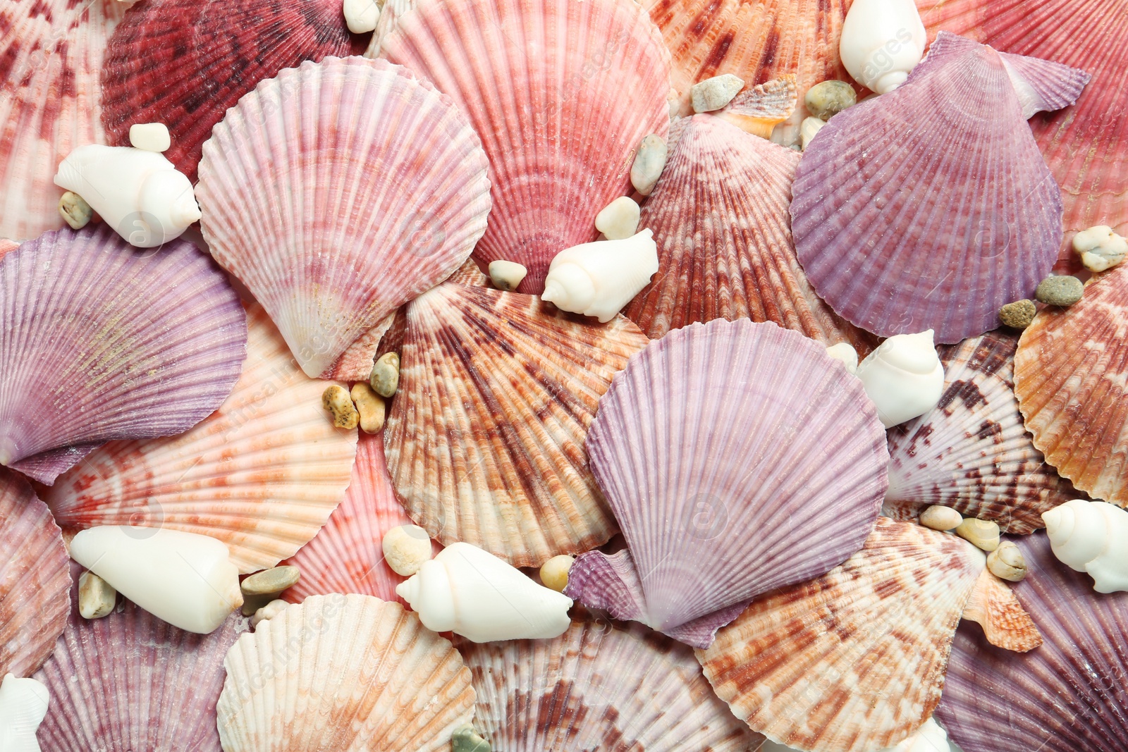 Photo of Top view of beautiful different seashells and pebbles as background
