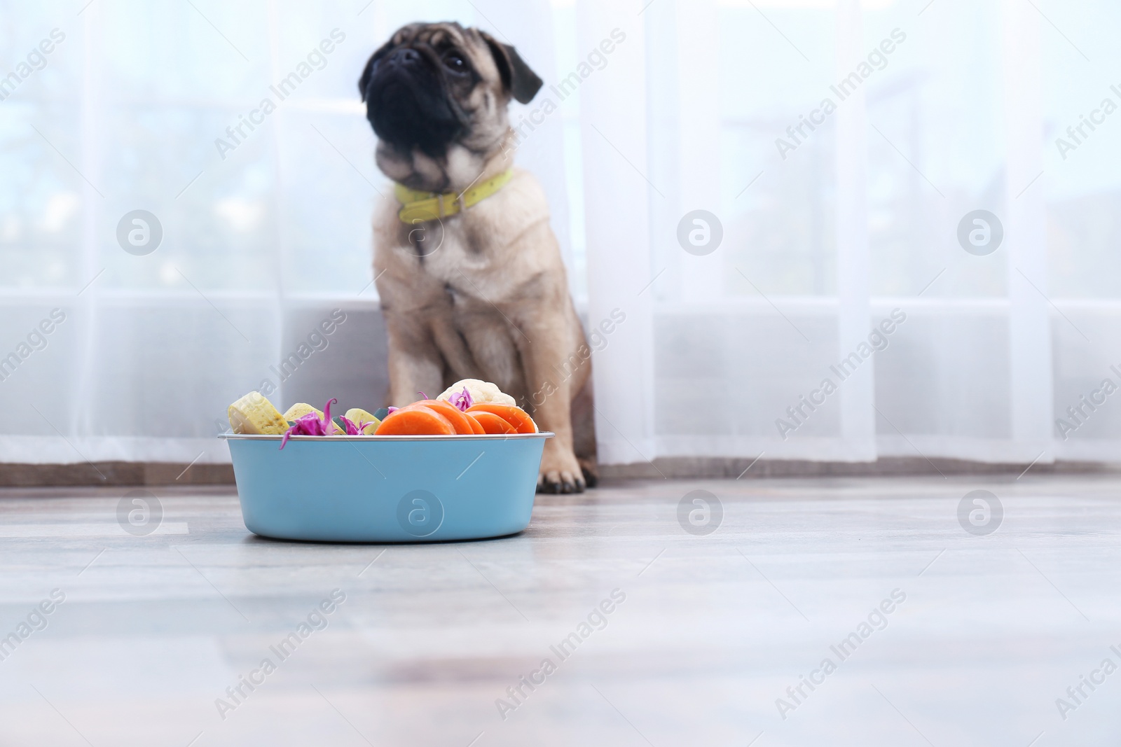 Photo of Cute little pug and bowl with organic food at home