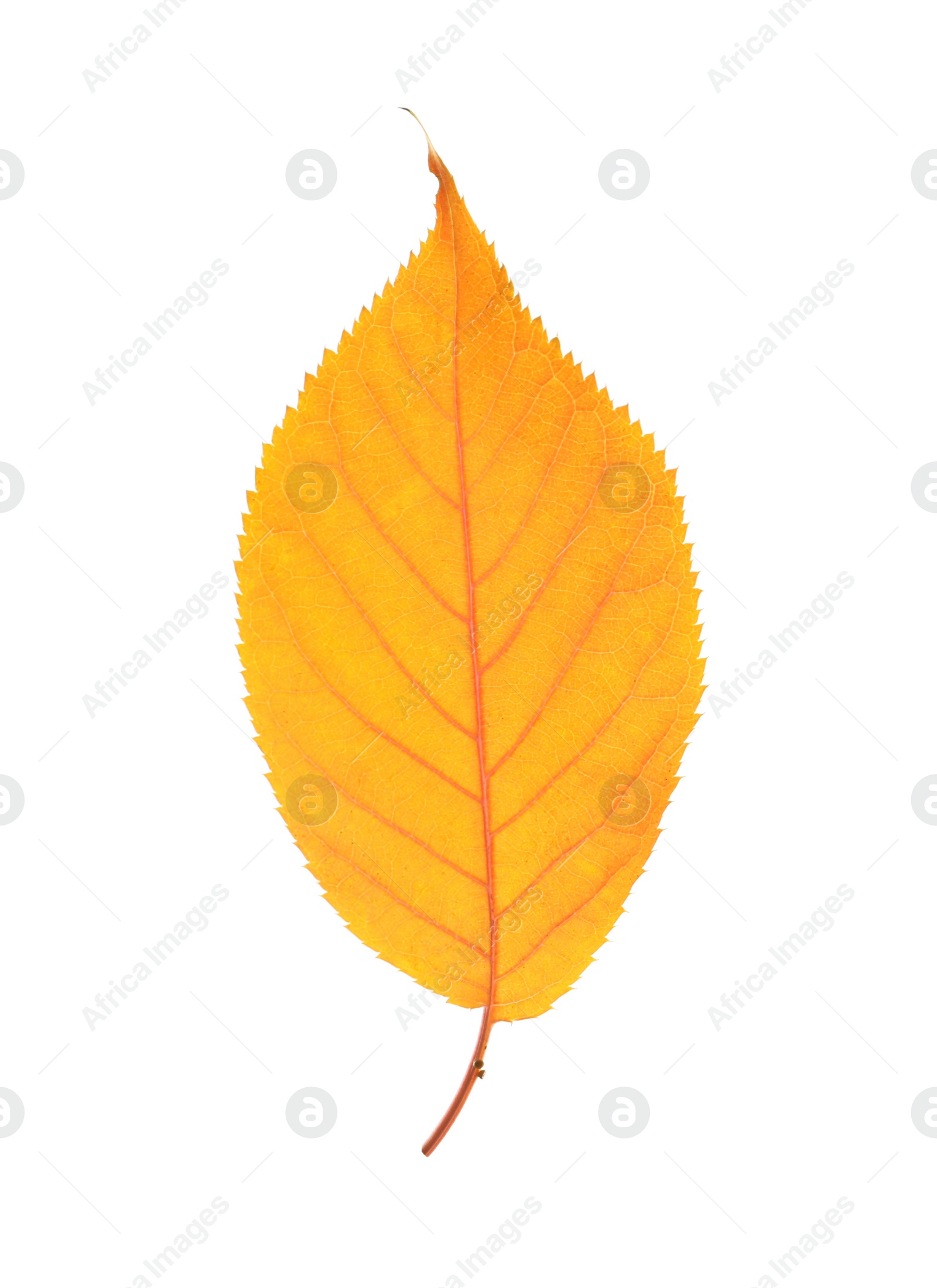 Photo of Beautiful autumn leaf on white background. Fall foliage