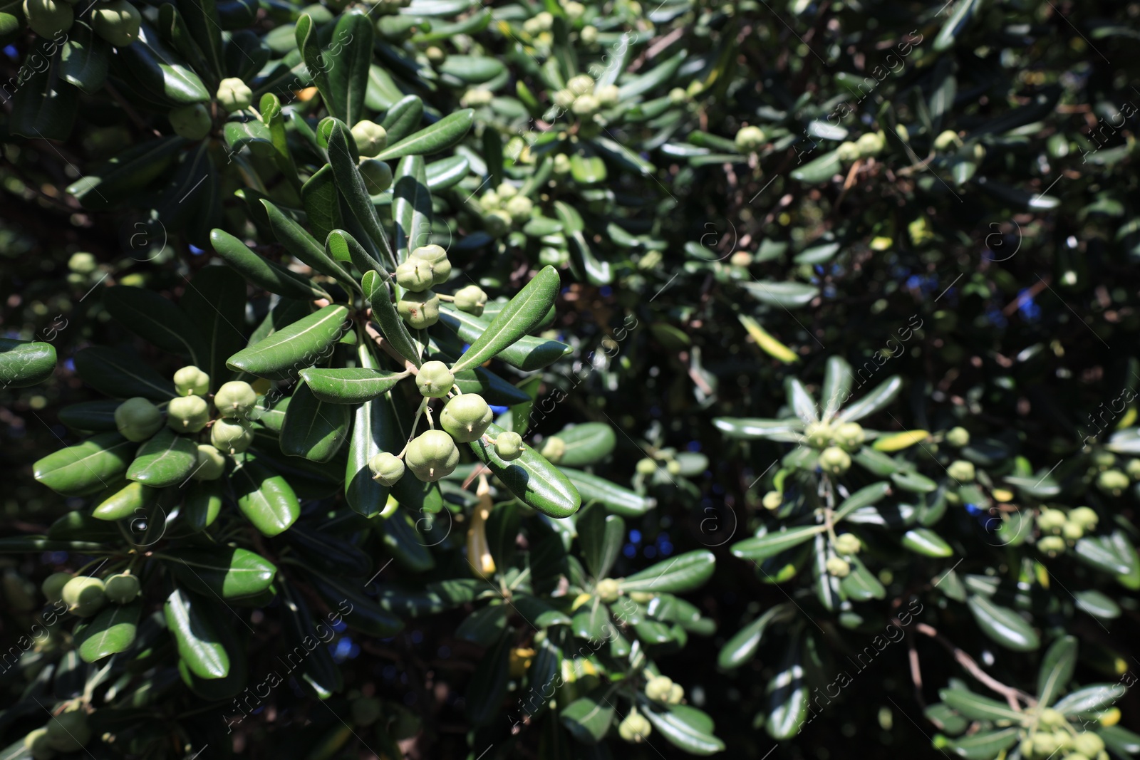 Photo of Beautiful pittosporum plant with green berries growing outdoors, closeup