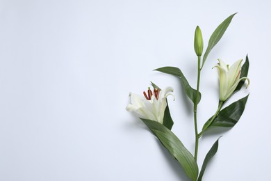 Photo of Beautiful lilies on white background, top view with space for text. Funeral symbol