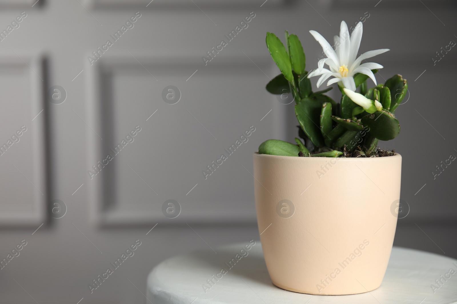 Photo of Beautiful blooming Schlumbergera (Christmas or Thanksgiving cactus) in pot on white table against light wall. Space for text